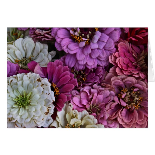 Zinnias (Vorderseite (Horizontal))