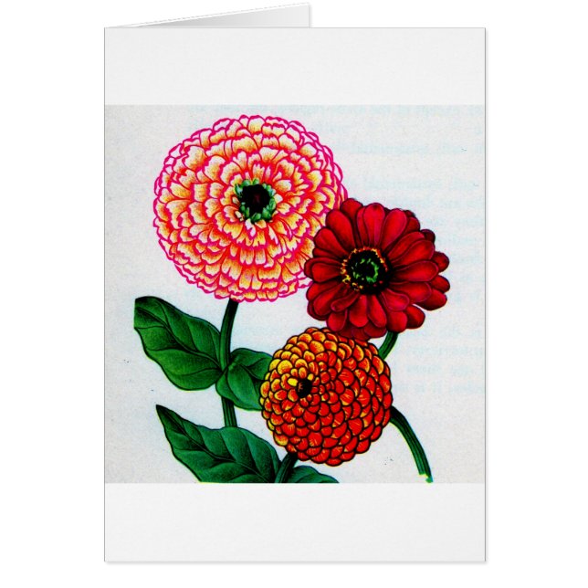zinnias (Devant)