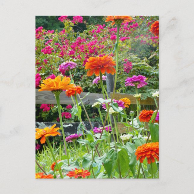 "Zinnias 1." Postkarte (Vorderseite)
