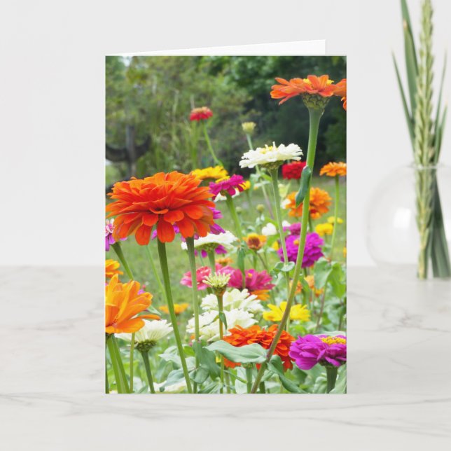 "Zinnias 2." Carte de vœux (Devant)