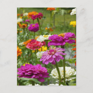 "Zinnias 3." Carte postale
