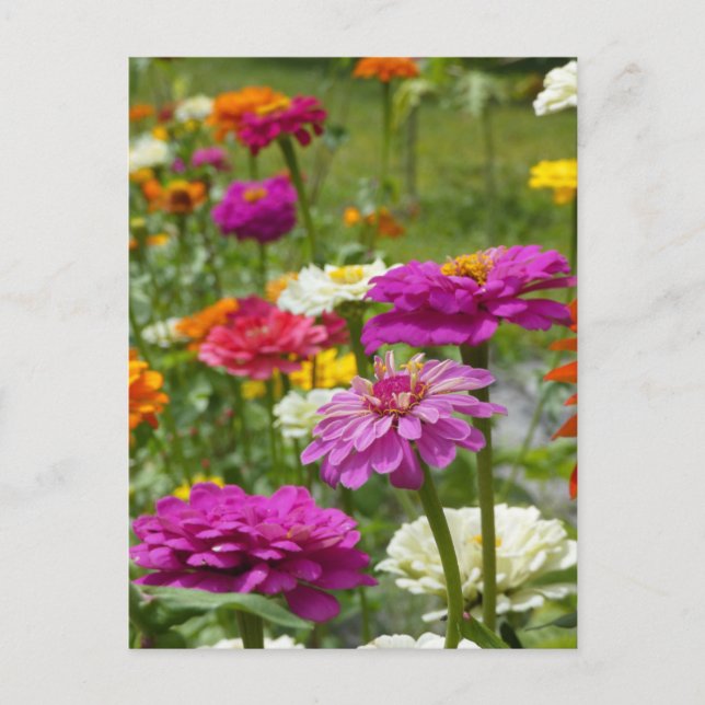 "Zinnias 3." Carte postale (Devant)