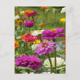 "Zinnias 3." Postkarte