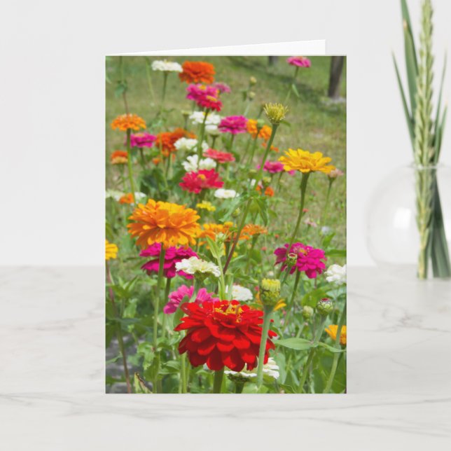 "Zinnias 4." Grußkarte Karte (Vorderseite)