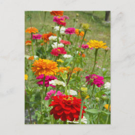 "Zinnias 4." Postkarte