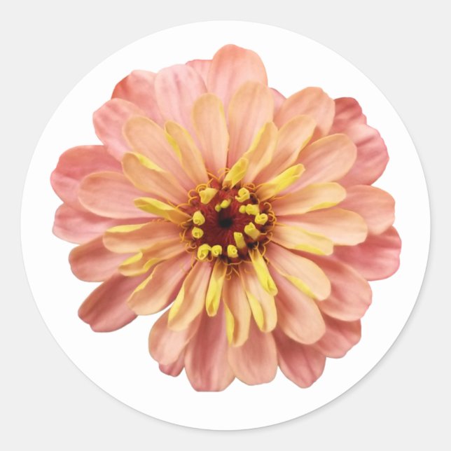 Zinnias Blume Naturfotografie Runder Aufkleber (Vorderseite)