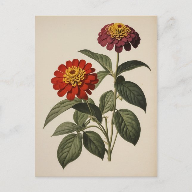 Zinnien-Illustration Postkarte (Vorderseite)