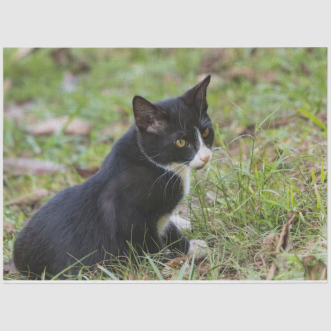 Zinnpapier Seidenpapier (Vorderseite)