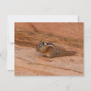 Zion Chipmunk auf Red Rocks