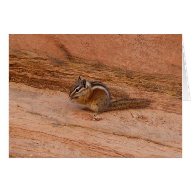 Zion Chipmunk auf Red Rocks (Vorderseite (Horizontal))
