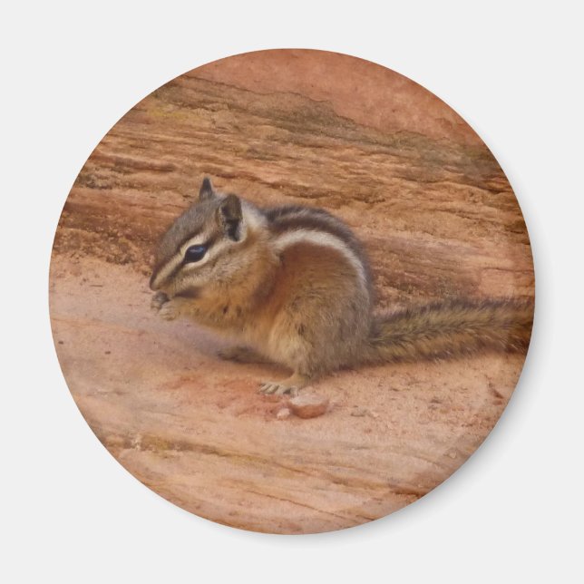 Zion Chipmunk auf Red Rocks Magnet (Vorne)
