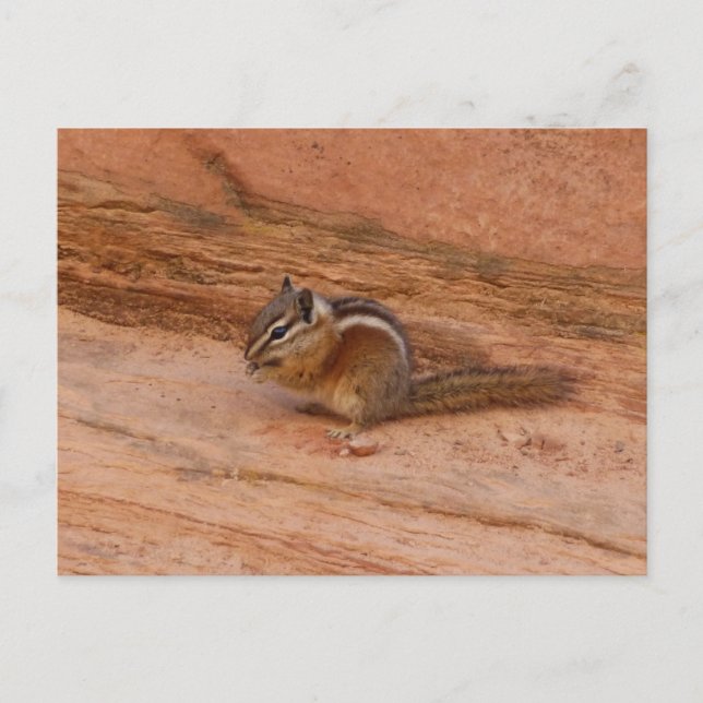 Zion Chipmunk auf Red Rocks Postkarte (Vorderseite)