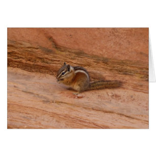 Zion Chipmunk auf roten Felsen
