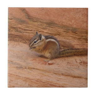 Zion Chipmunk auf roten Felsen Fliese