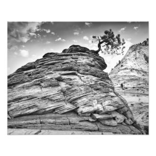 Zion Nationalpark-Bonsais-Baum Schwarzweiss Fotodruck