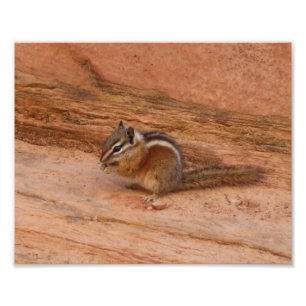 Zion-Streifenhörnchen auf rotem Felsgestein Fotodruck