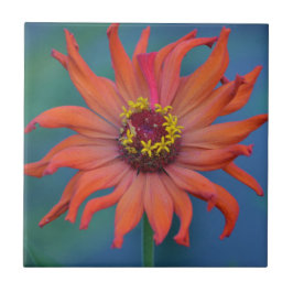 Zippy Zinnia Tile Fliese