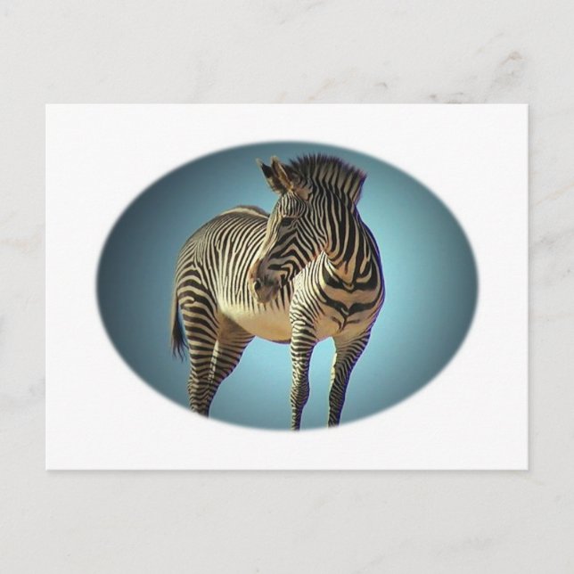 Zirkuläre Zebra-Postkarte Postkarte (Vorderseite)