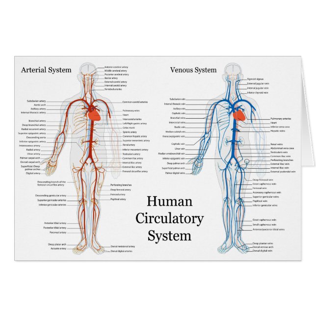 Zirkulatorisches System der Arterien und Venen (Vorderseite (Horizontal))