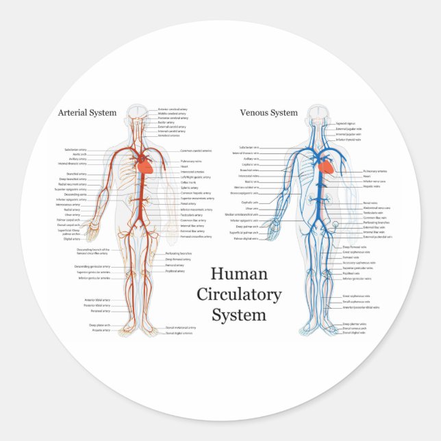 Zirkulatorisches System der Arterien und Venen Runder Aufkleber (Vorderseite)