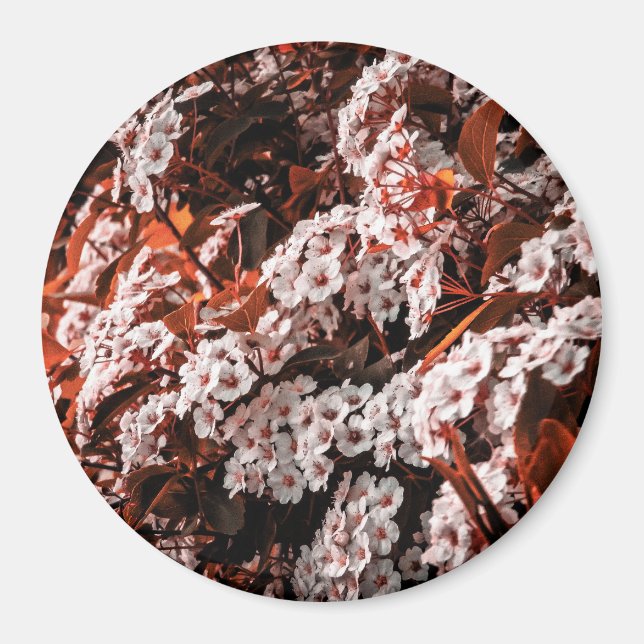 Zirkulonmagnet Magnet (Vorne)