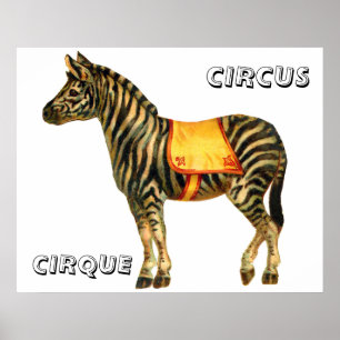Zirkus mit dressiertem Zebra Poster