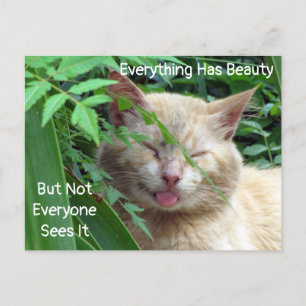 Zitat-Postkarte für Schönheit - Frühgeburt - Katze Postkarte