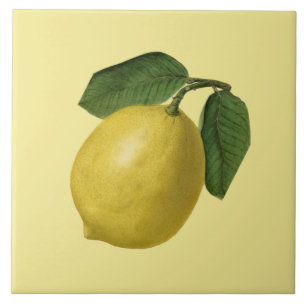 Zitrone botanisches ~ Küche ~ irgendein Fliese