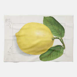 Zitrone (Citrus Limon) von Ellen Isham Schutt – 19 Geschirrtuch