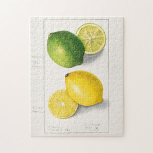 Zitronen (Citrus Limon) Frucht Aquarellmalerei