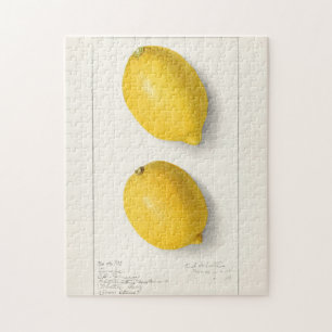 Zitronen (Citrus Limon) Frucht Aquarellmalerei