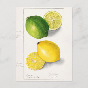 Zitronen (Citrus Limon) Frucht Aquarellmalerei Postkarte