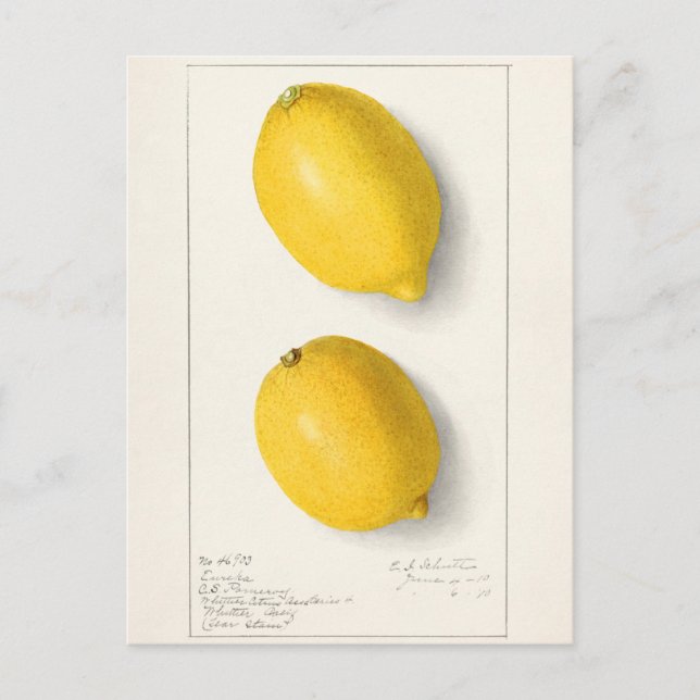 Zitronen (Citrus Limon) Fruchtfarben Postkarte (Vorderseite)