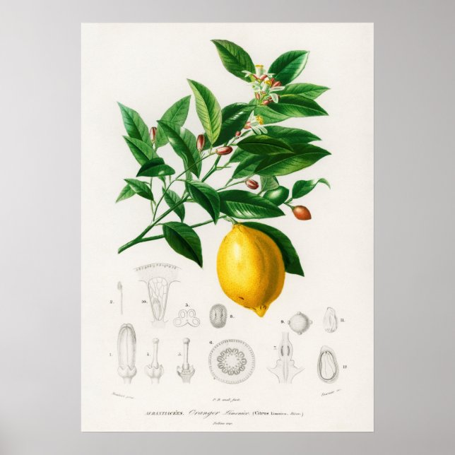 Zitronen (Citrus Limonium) Poster (Vorne)