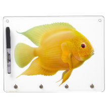 Zitronen-GoldSeverum Cichlid-Fische trocknen