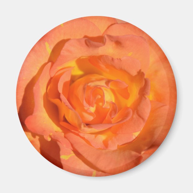Zitronen und Orangen Rose Magnet (Vorne)