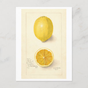 Zitronen-Vintage-Botanik-Illustrations-Postkarte Postkarte