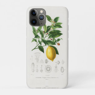 Zitronen-Zitrusfrucht Botanische Limonium-Illustra Case-Mate iPhone Hülle