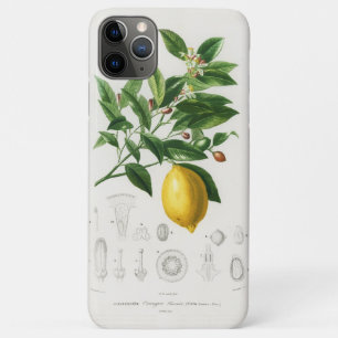Zitronen-Zitrusfrucht Botanische Limonium-Illustra Case-Mate iPhone Hülle
