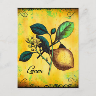 Zitronenfrucht Blumen Blätter Vintage Botanik Postkarte