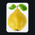 Zitronenfrüchte Magnet<br><div class="desc">Anpassbare Magnete,  können Sie Form und Größe ändern und jeden beliebigen Text hinzufügen. Mehr Obst und Gemüse auf Magneten und anderen Produkten auf http://www.zazzle.com/6hands. :</div>