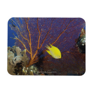 Zitronenmaid Magnet