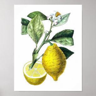 Zitrusfrucht-Zitronen-botanischer Druck-Nr. 10- Poster