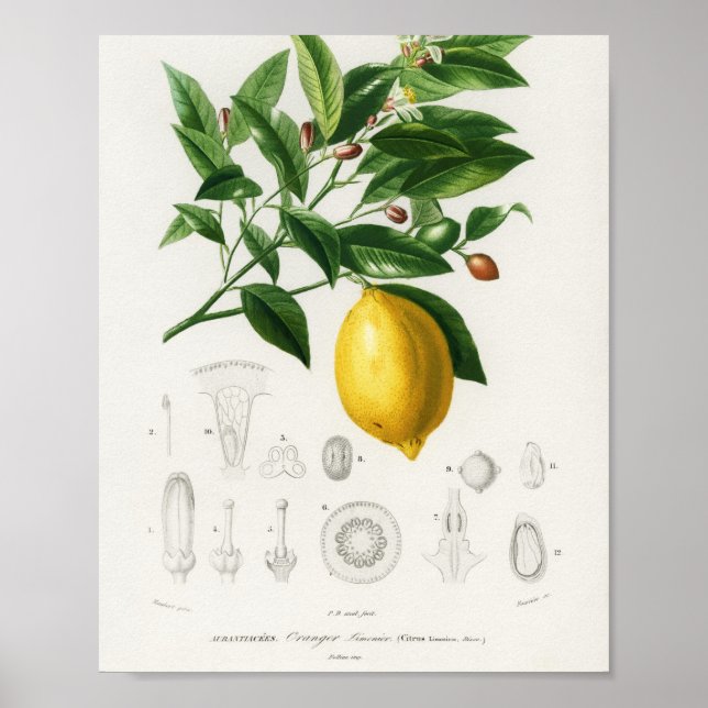 Zitrusfrüchte Zitrusfrüchte botanischer Limonium I Poster (Vorne)