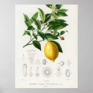 Zitrusfrüchte Zitrusfrüchte botanischer Limonium I Poster