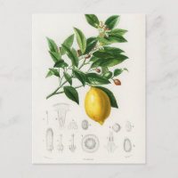 Zitrusfrüchte Zitrusfrüchte botanischer Limonium I