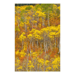 Zitterpappel-Hain in herbstlicher Hochfarbe in Fotodruck