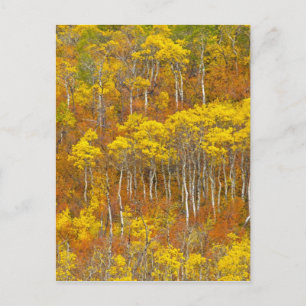 Zitterpappel-Hain in voller Herbstfarbe in Postkarte