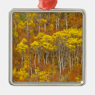 Zitterpappel-Hain in voller Herbstfarbe in Silbernes Ornament