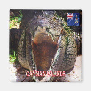zKY008 KAYMAN INSELN, Krokodil in Cayman, Kühlschr Magnet